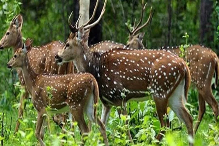 Periyar from Cochin - a Two Day Tour