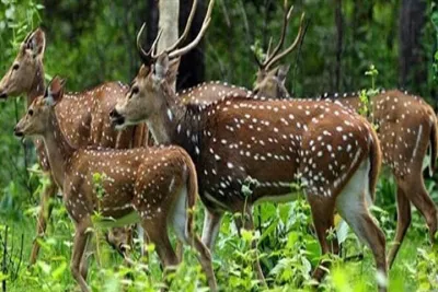 Periyar from Cochin - a Two Day Tour