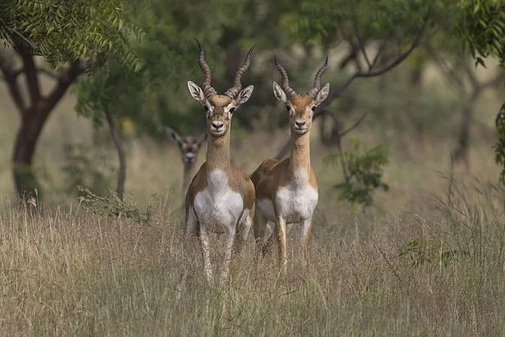 Same Day Jeep Safari For Blackbuck At National Chambal Sanctuary From Agra