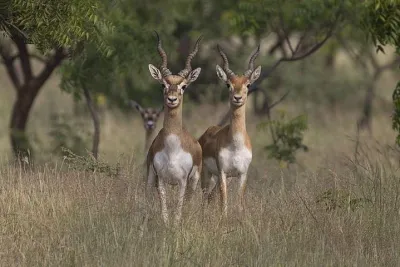 Same Day Jeep Safari For Blackbuck At National Chambal Sanctuary From Agra