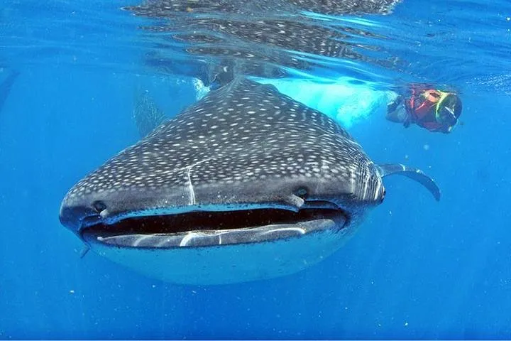 Whale Shark Tour from Cancun, Playa del Carmen, Tulum and Riviera Maya