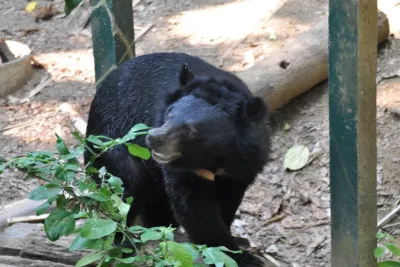 Visit Bear Rescue Center From Agra