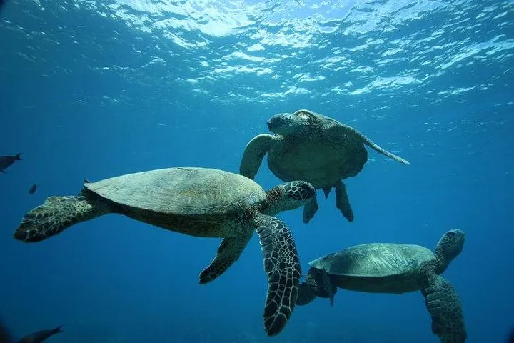 Waikiki Beach Noon Turtle Canyon Snorkel: Catamaran Adventure