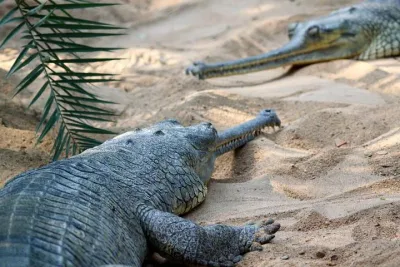 Wildlife trail in Chennai