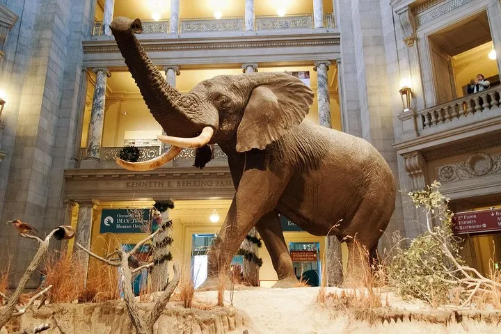 Smithsonian Museum of Natural History Small Group Tour: 8ppl Max