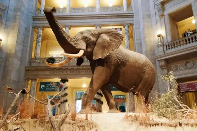 Smithsonian Museum of Natural History Small Group Tour: 8ppl Max