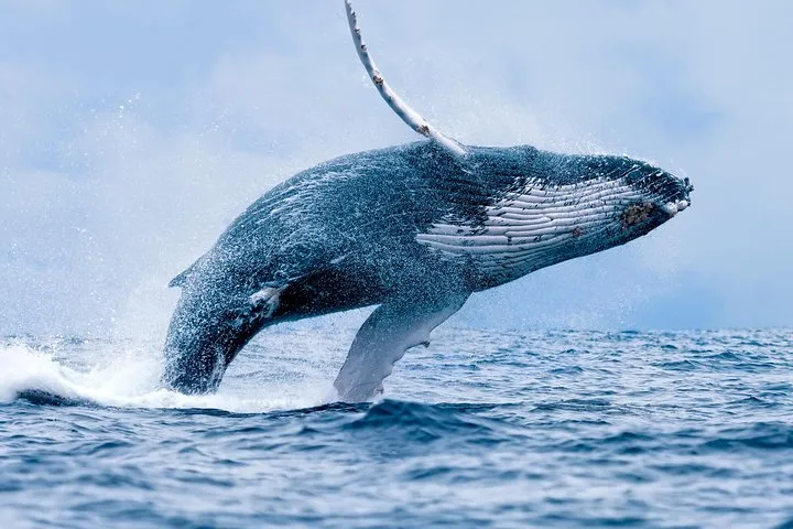 Maui Whale Watching Tour Aboard the Quicksilver From Maalaea