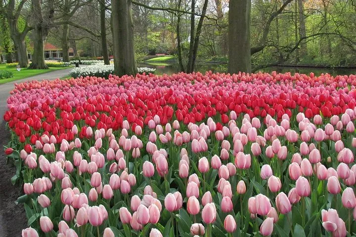 Private Day Trip to Keukenhof Gardens with Entrance Tickets
