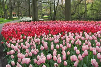 Private Day Trip to Keukenhof Gardens with Entrance Tickets
