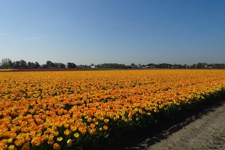 4 hours Private Tour of the flourishing flowerfields by car or minivan