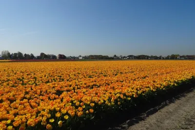 4 hours Private Tour of the flourishing flowerfields by car or minivan