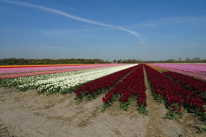 4 hours private tour to the famous colourfull flower fields from Amsterdam