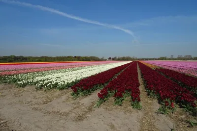 4 hours private tour to the famous colourfull flower fields from Amsterdam