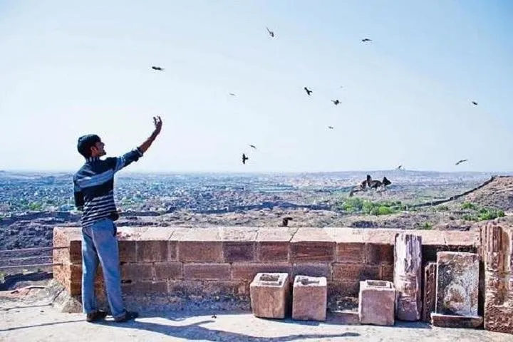 Kite Feeding Experience at Mehrangarh Fort, Jodhpur
