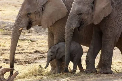 Day Trip to an Elephant Conservation and Care Center near Agra