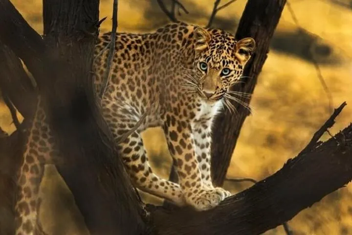 Private Full Day Outdoor Activities in Jaipur with Tickets