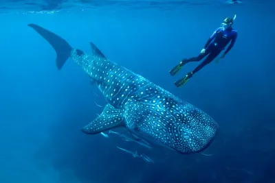 Cancun Whale Shark Encounter from Cancun
