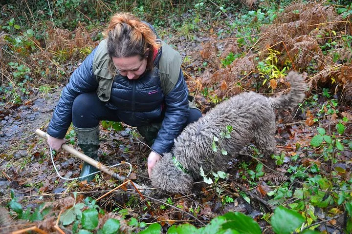 Truffle Hunting Experience with Lunch in San Miniato