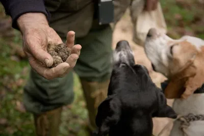 Truffle Hunting and Tasting in San Gimignano with a Tuscan Lunch