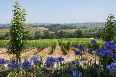Setúbal Wine Tour with Visit and Tasting at 2 Wineries