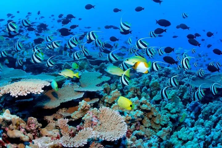 Snorkeling Adventure in Puerto Morelos Includes snack, Water and Round Trip.