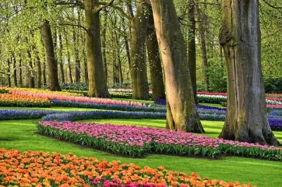 Roundtrip Transfer from Amsterdam to Keukenhof Gardens Tulip
