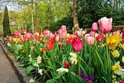 Private Tour Keukenhof Flowers, Windmills, Cheese from Amsterdam