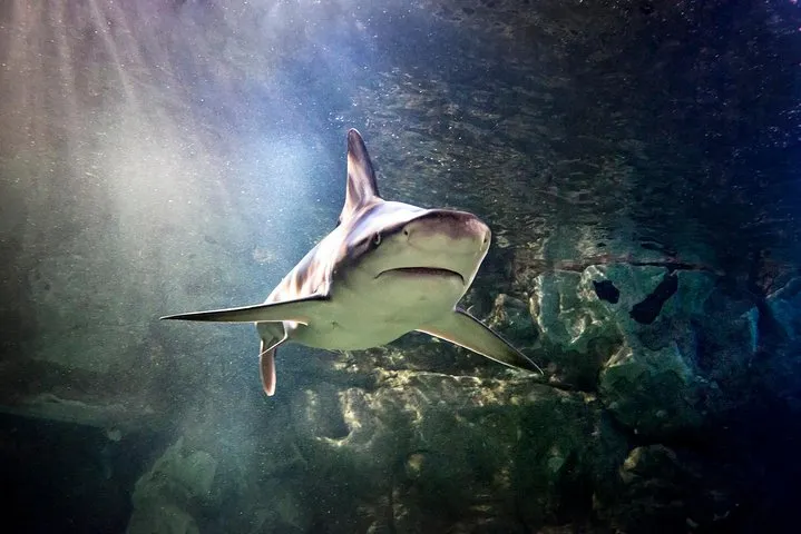 SEA LIFE Aquarium San Antonio Admission Ticket