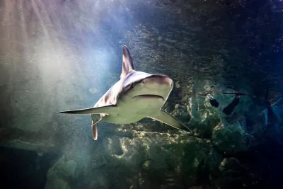 SEA LIFE Aquarium San Antonio Admission Ticket
