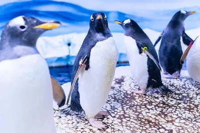 SEA LIFE London Aquarium Admission Ticket