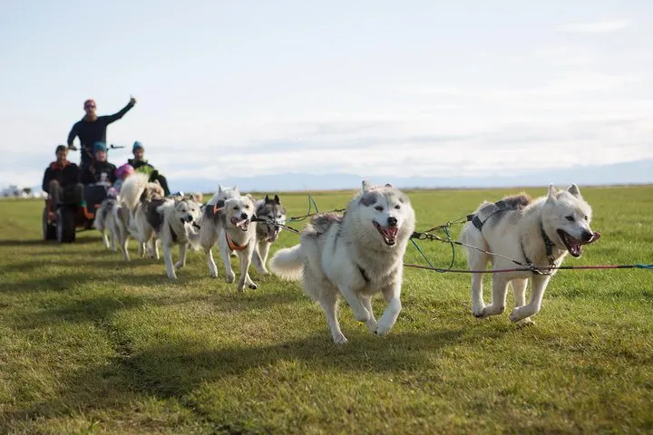 Dogsledding Husky Ride in Iceland, nearby Reykjavik