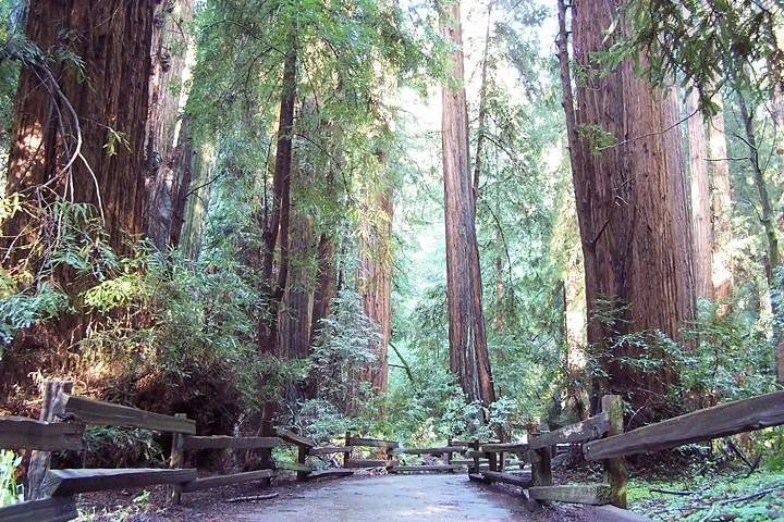 From San Francisco: Guided Tour to Muir Woods and Sausalito