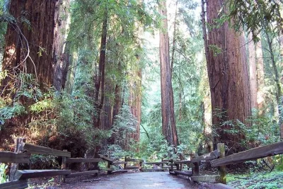 From San Francisco: Guided Tour to Muir Woods and Sausalito
