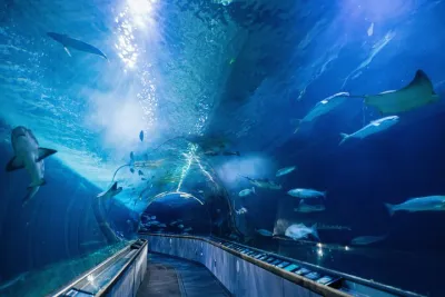 Aquarium of the Bay General Admission Ticket