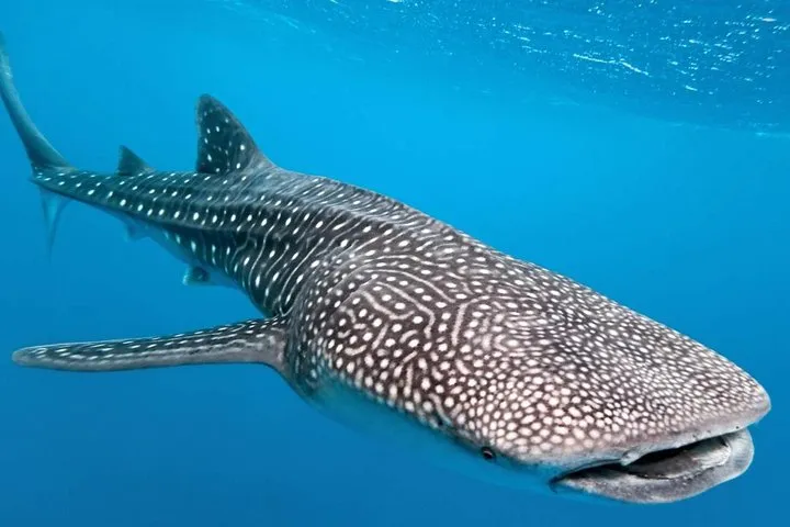 Whale Shark Encounter Experience in Cancun and visit Isla Mujeres