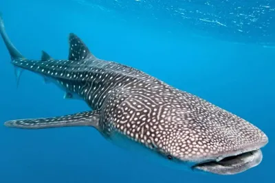 Whale Shark Encounter Experience in Cancun and visit Isla Mujeres