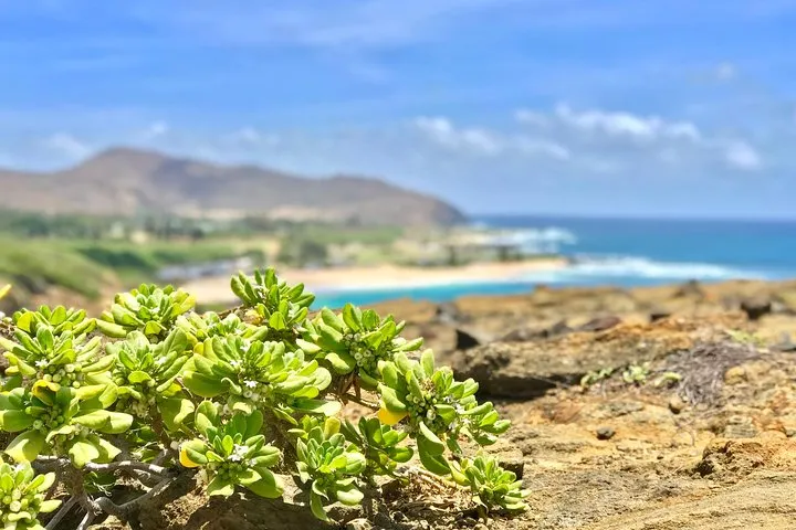 Oahu Custom Private Circle Island and Mini Circle Island Tours