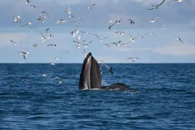 The Original Classic Whale Watching from Reykjavik