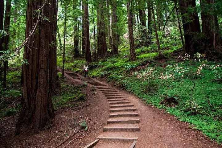 Half-Day Muir Woods & Sausalito Tour with Entry Ticket Included