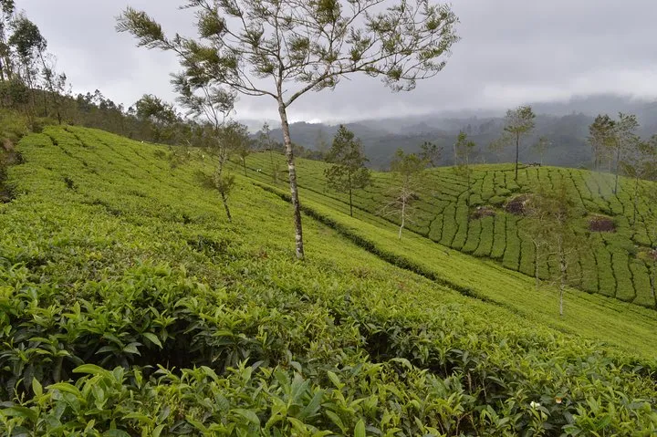 4 Days - Munnar, Alleppey Houseboat & Kochi sightseeing