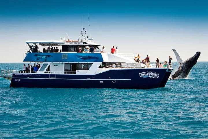 Hervey Bay Whale Watching Cruise