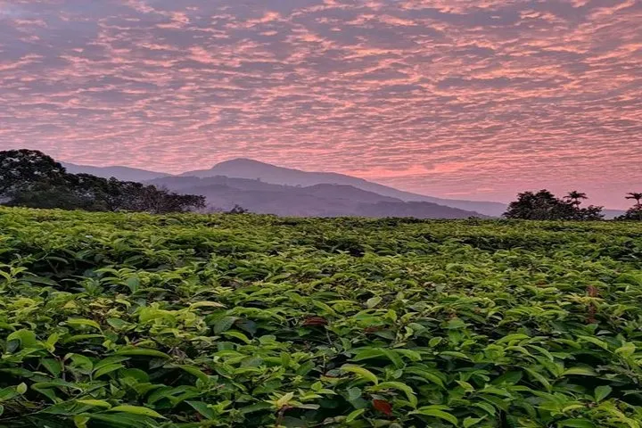 Private Custom Tour: Munnar tea estate Sightseeing with guide