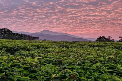 Private Custom Tour: Munnar tea estate Sightseeing with guide