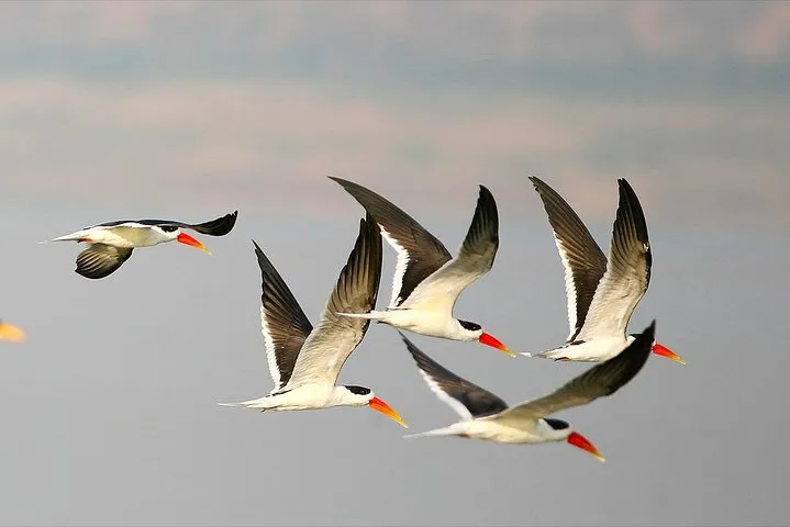 Golden Triangle Tour With Chambal Safari