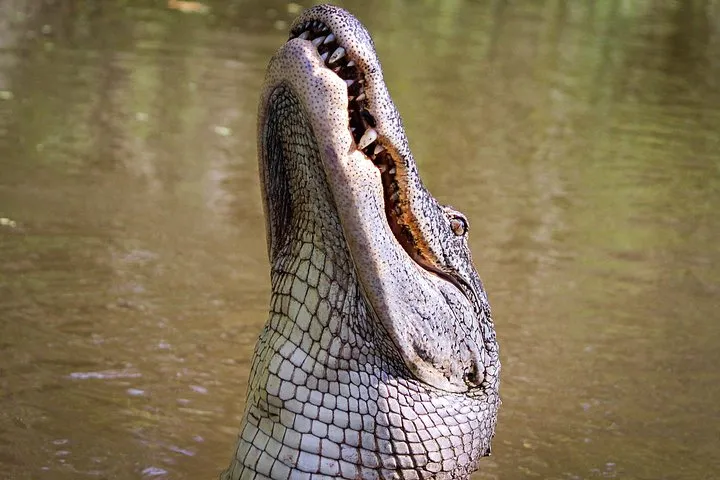 New Orleans Swamp Tour Boat Adventure with Transportation