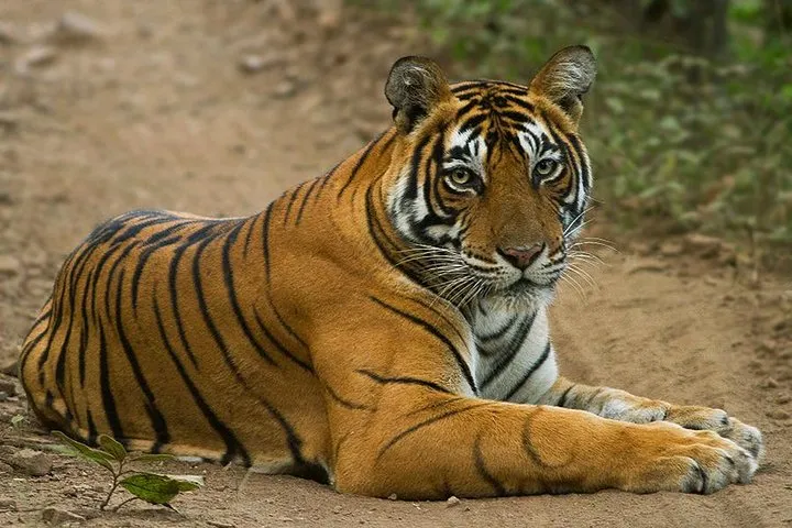 Taj, Tiger, Fort & Mansions (9 Days Private Tour)