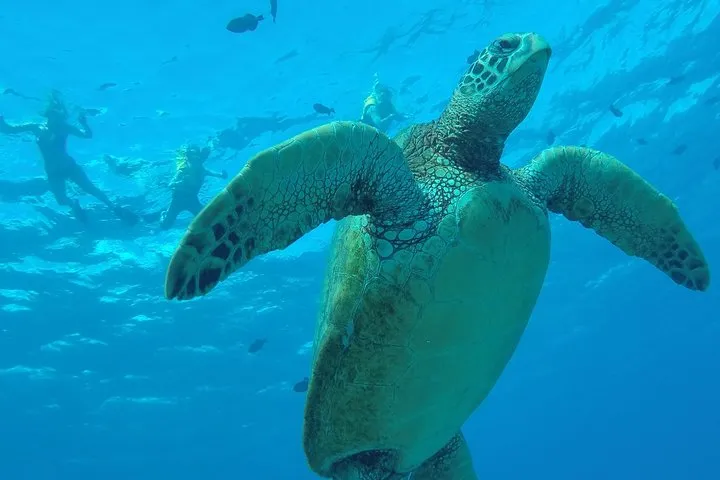 Hanauma Bay Guided Snorkel Tour (with guaranteed entrance time)