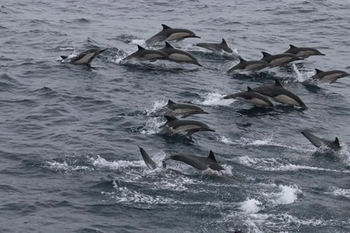 City Cruises San Diego: Whale and Dolphin Watching Adventure