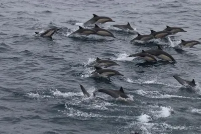 City Cruises San Diego: Whale and Dolphin Watching Adventure
