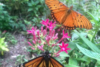The Maui Butterfly Farm Tour